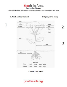 2 Flower Diagramsmall